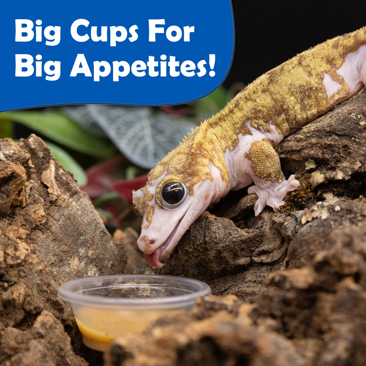 Patient Zero from pangea reptile eating out of a plastic cup on top of cork wood with display text