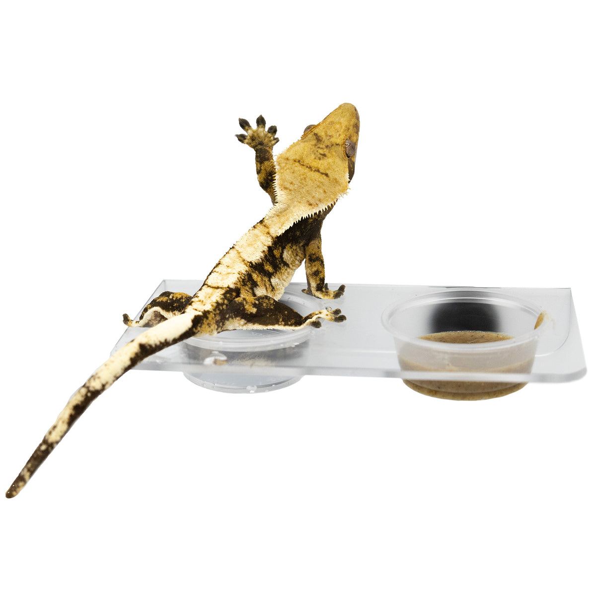 Pangea Acrylic Ledge - Large with food and water dishes and crested gecko climbing.