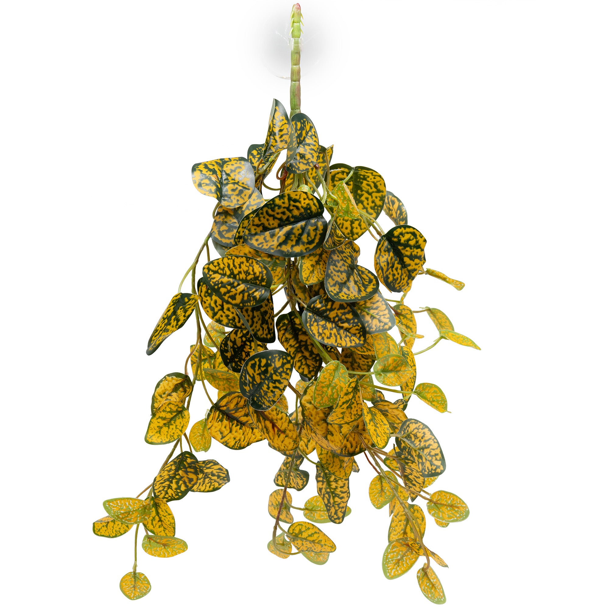 hanging bush plant Pangea Hanging Bush - Japanese Laurel