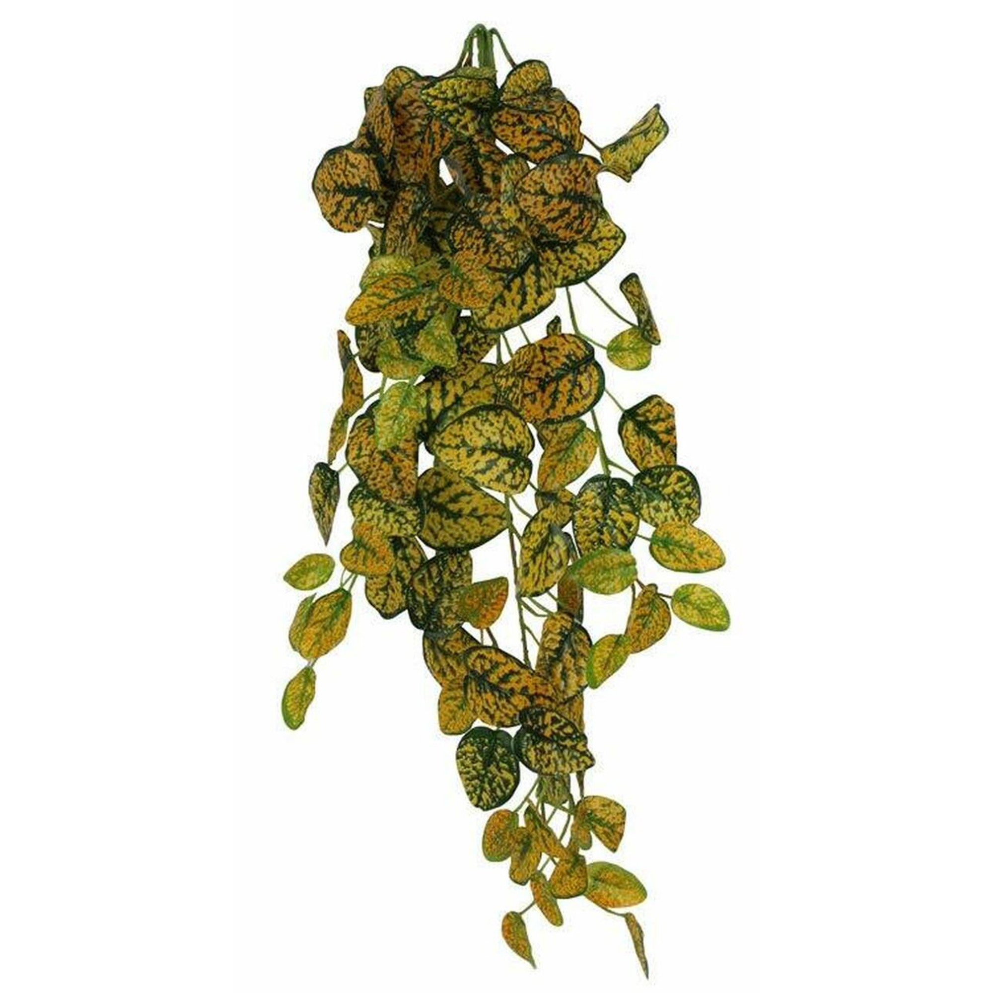 japanese hanging plants Pangea Hanging Bush - Japanese Laurel