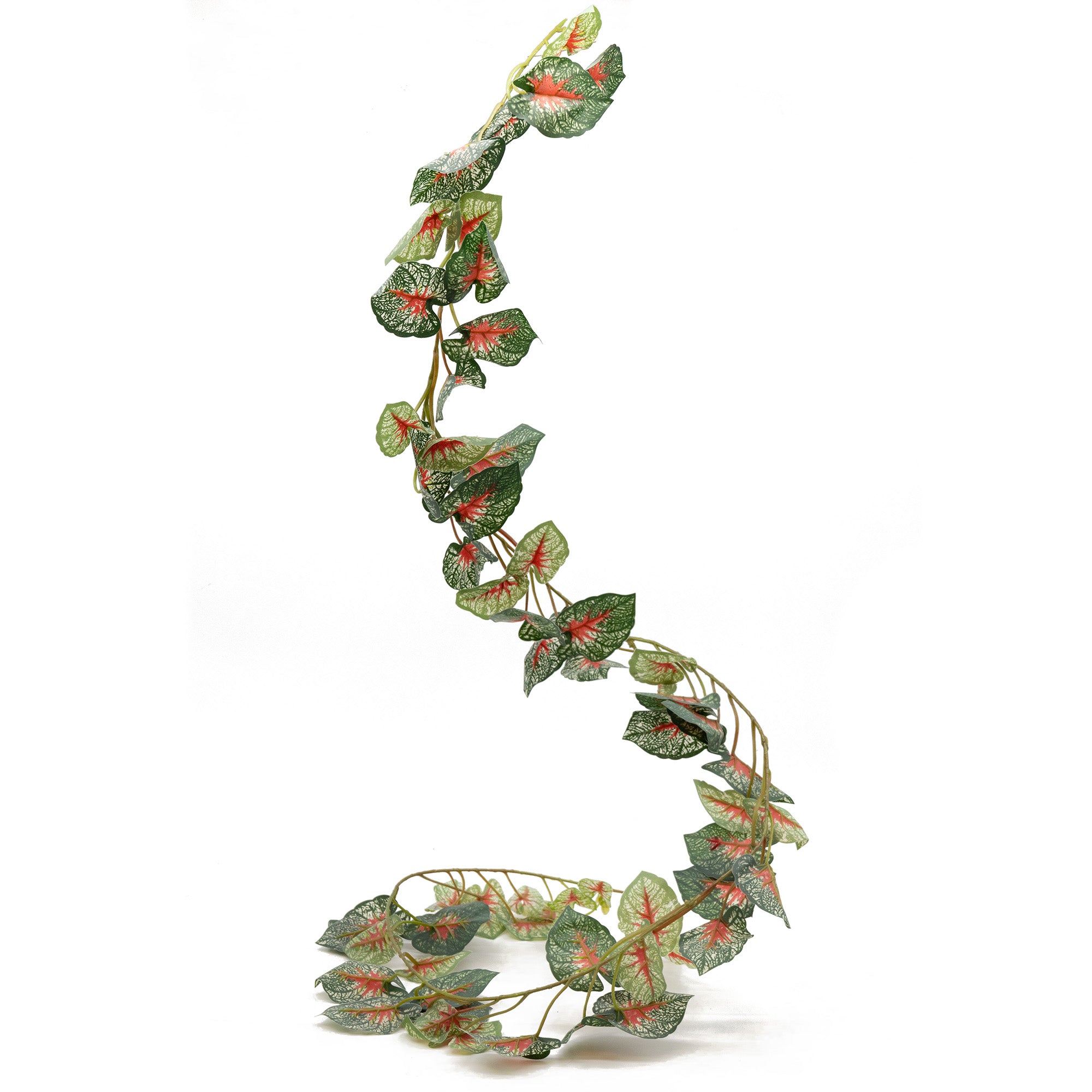 hanging leafy plants Leafy Vine | Hanging Plants | Pangea Reptile