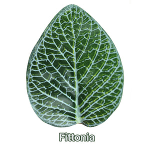Pangea Leafy Vine Fittonia Leaf