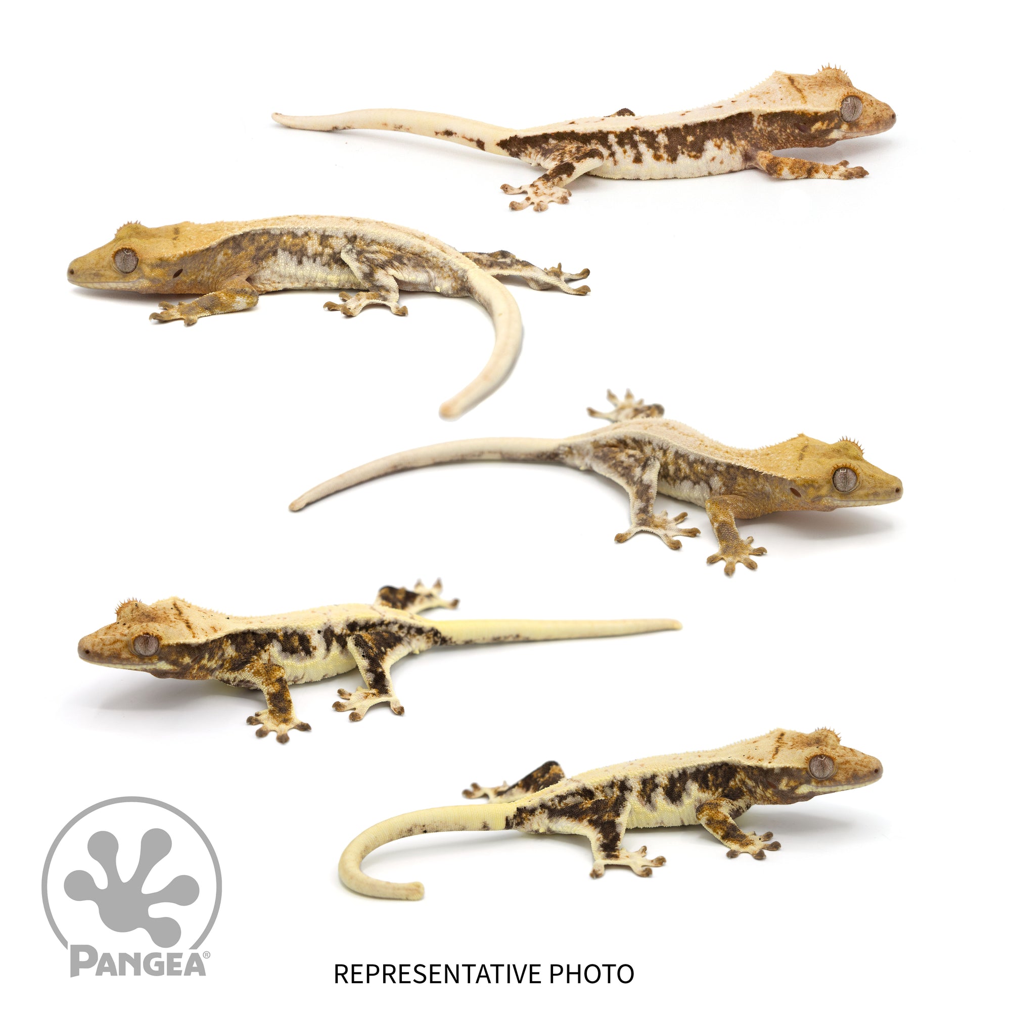 Lilly White Juvenile Crested Gecko 5-Pack