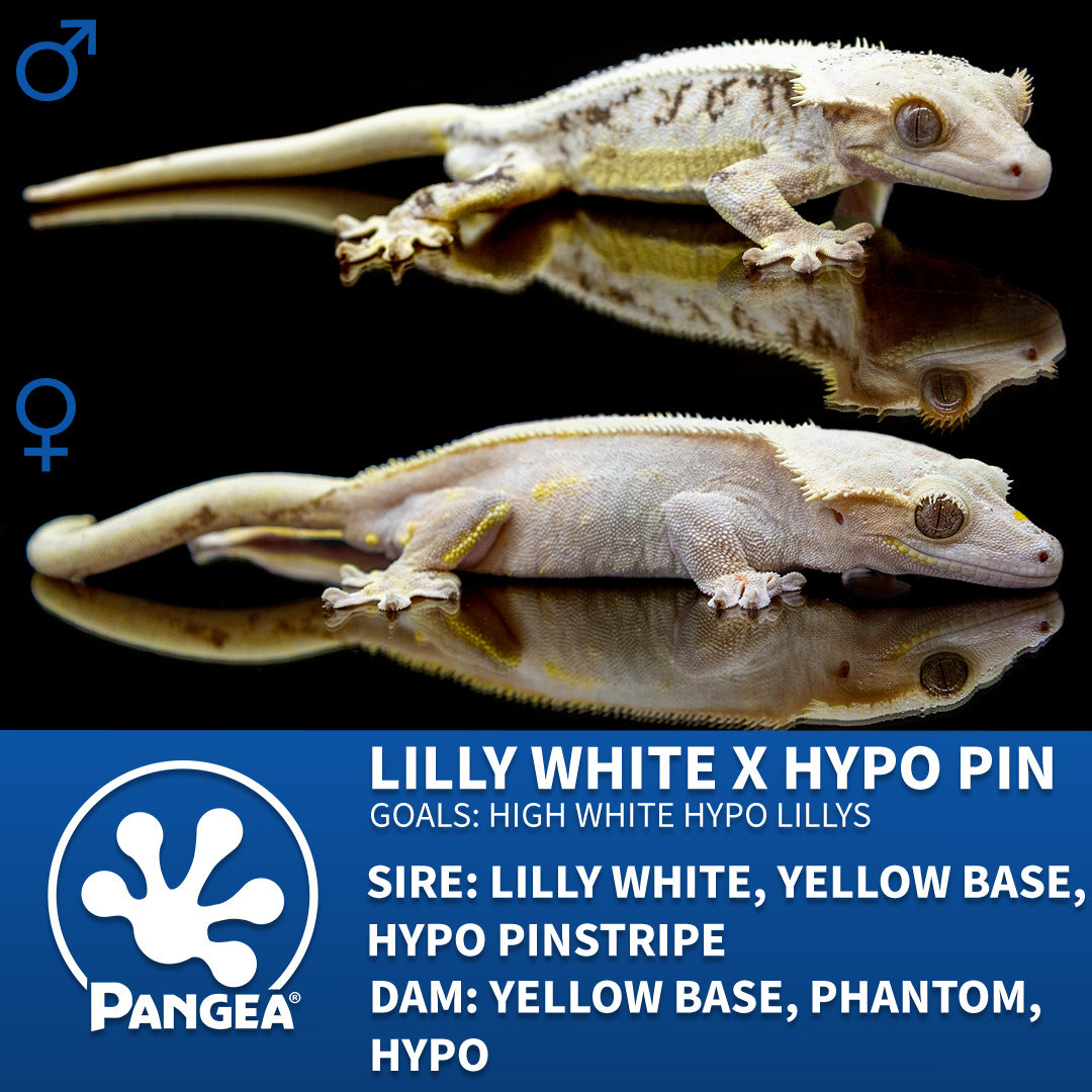 Female Lilly White Crested Gecko Cr-2508