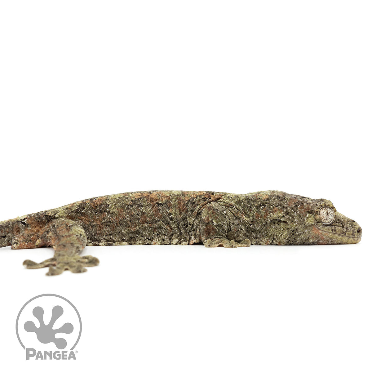 MCPI-0021 facing right