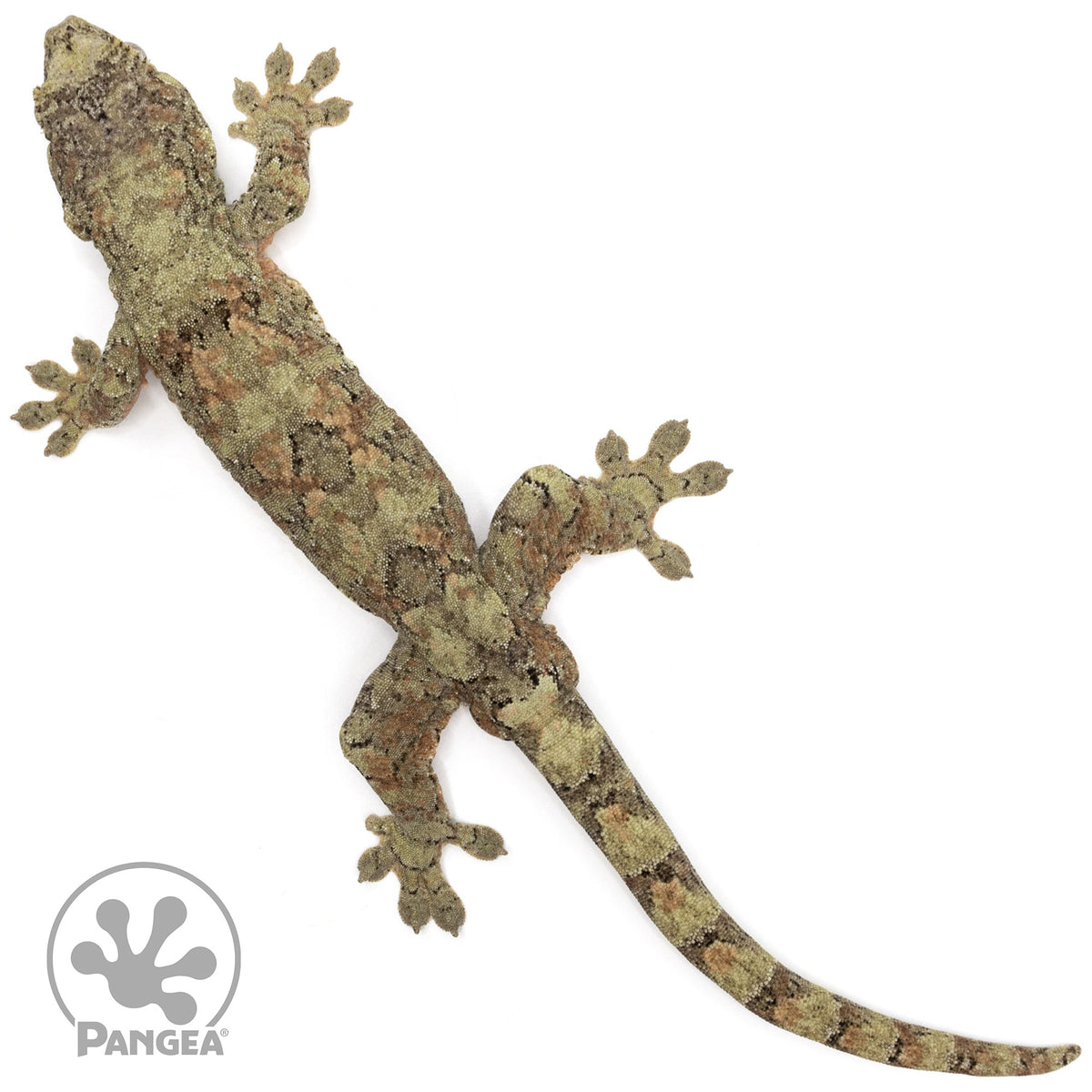 MCPI-0021 from above