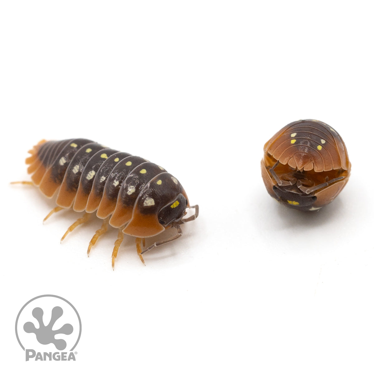 Armadillidium klugii Montenegro Clown Isopods - Pangea Reptile LLC