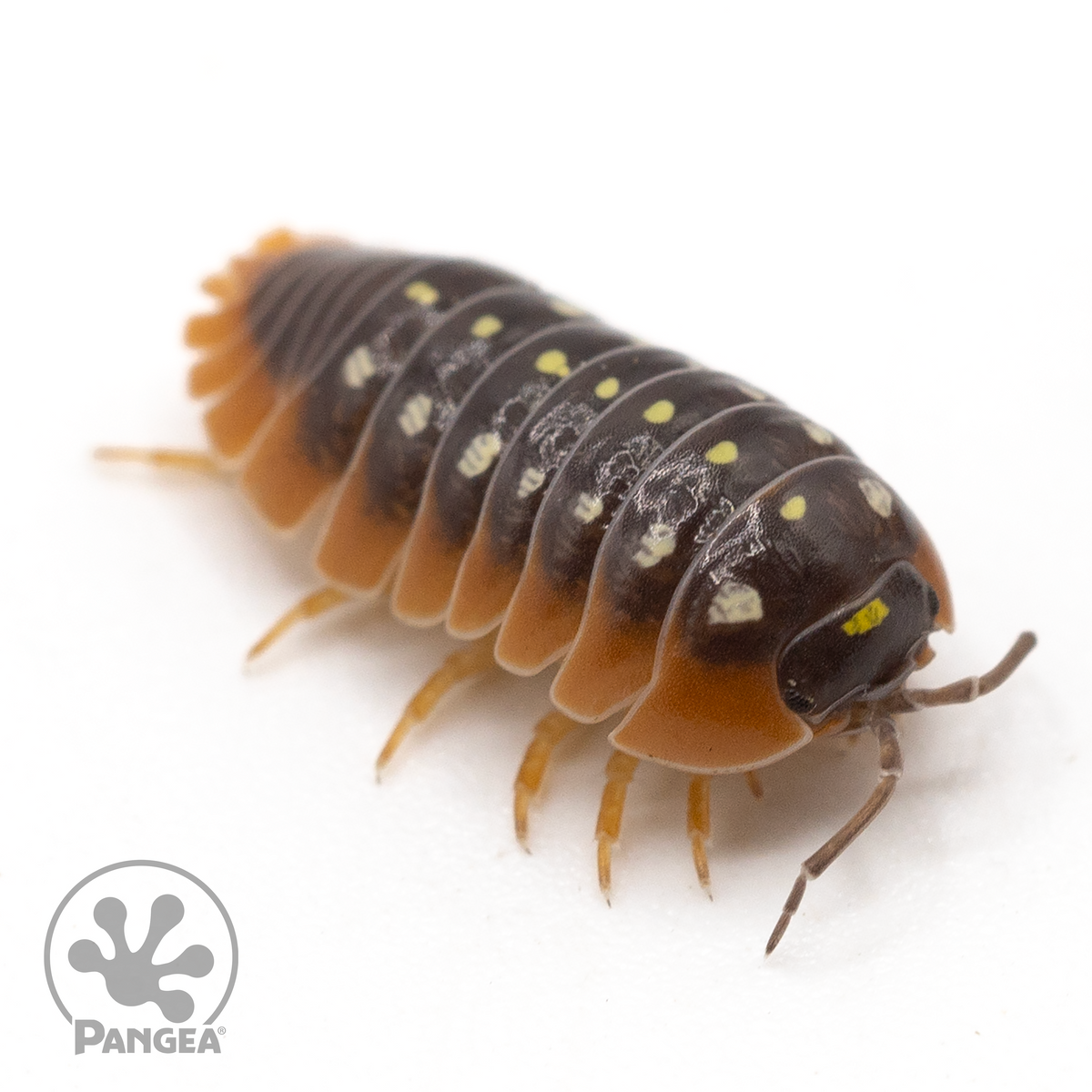 Armadillidium klugii Montenegro Clown Isopods - Pangea Reptile LLC