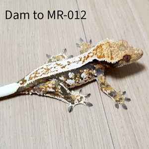 Juvenile Sable Crested Gecko MR-012