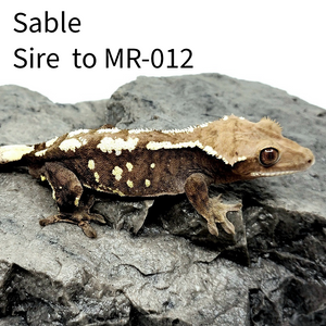 Juvenile Sable Crested Gecko MR-012
