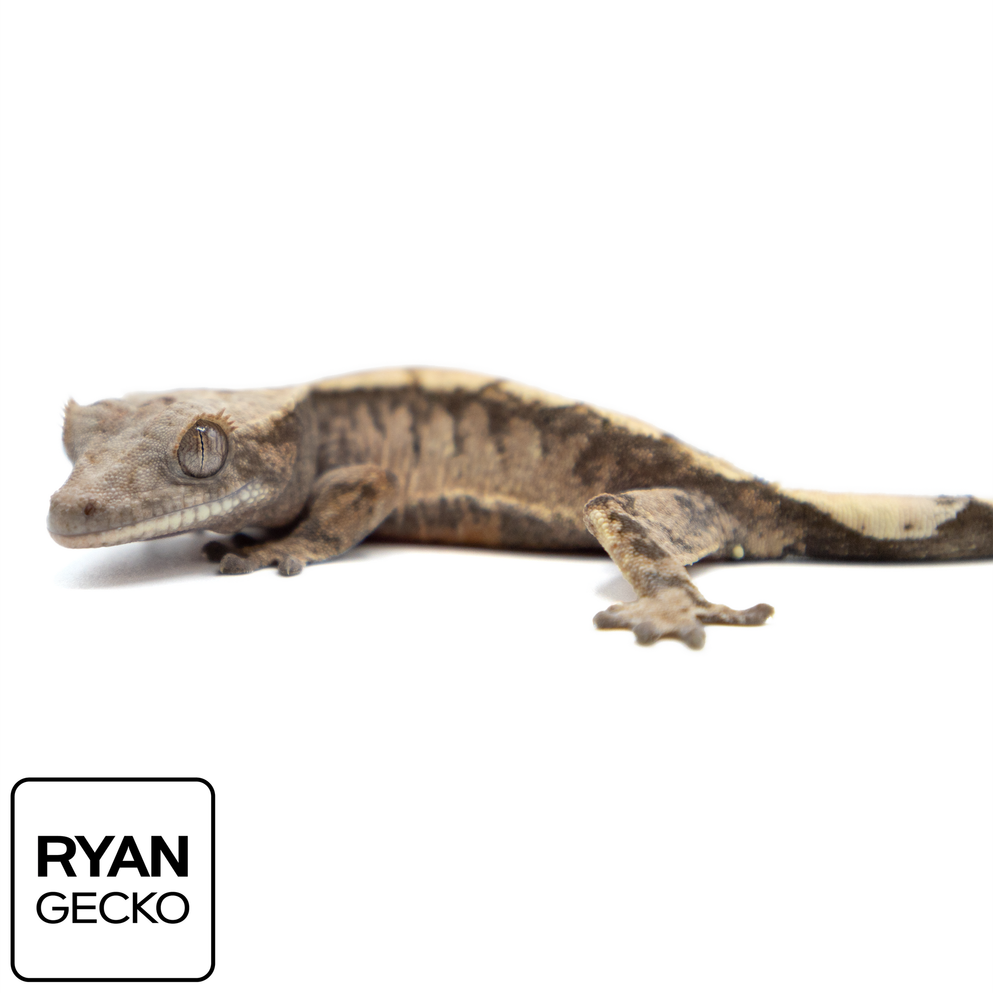 Juvenile Sable Crested Gecko MR-019