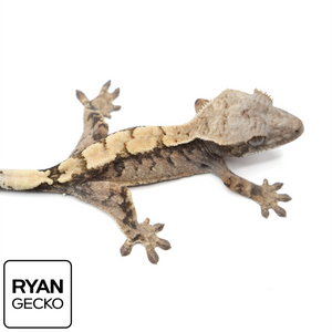 Juvenile Sable Crested Gecko MR-019