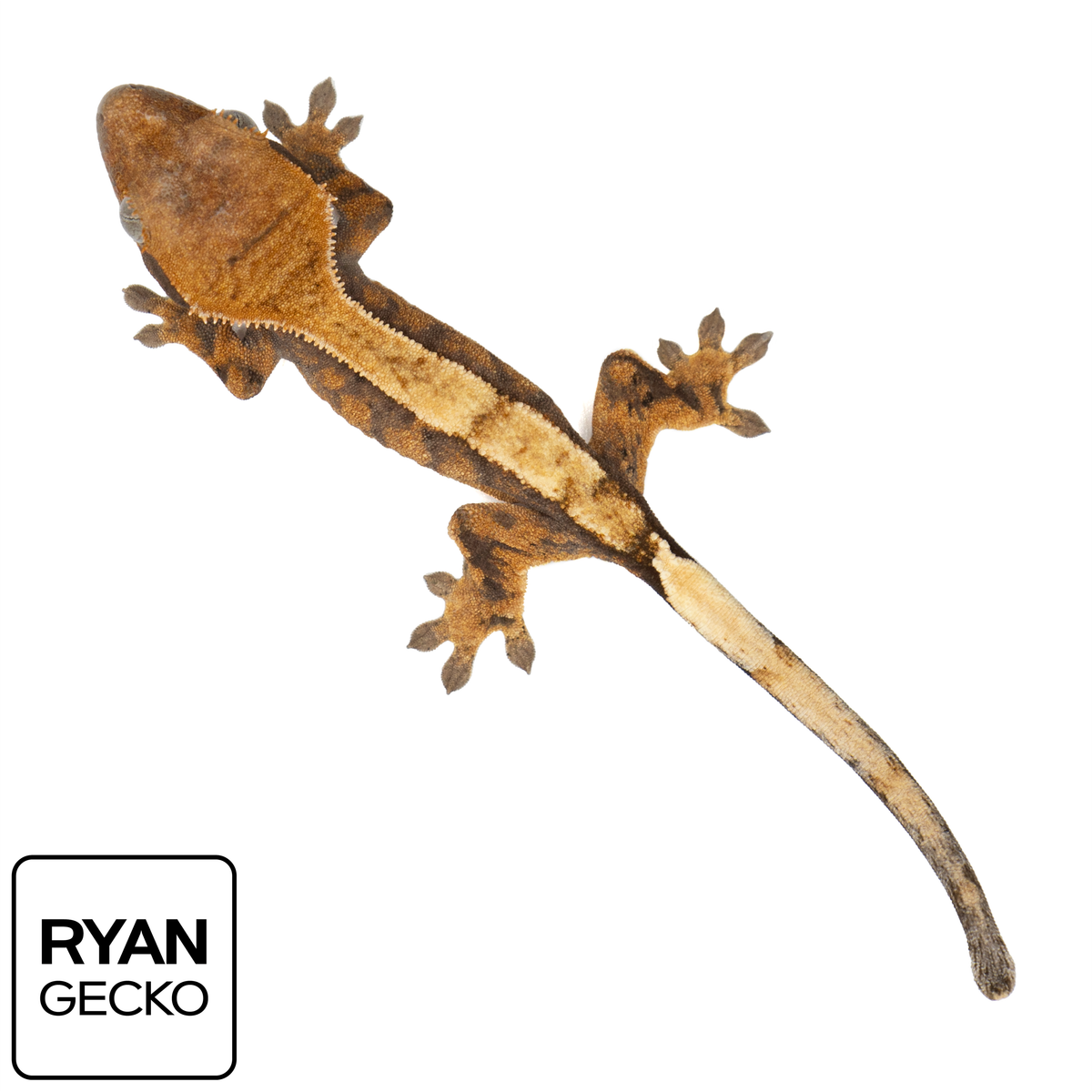Juvenile Sable Crested Gecko Pangea Reptile MR024 Pangea Reptile LLC