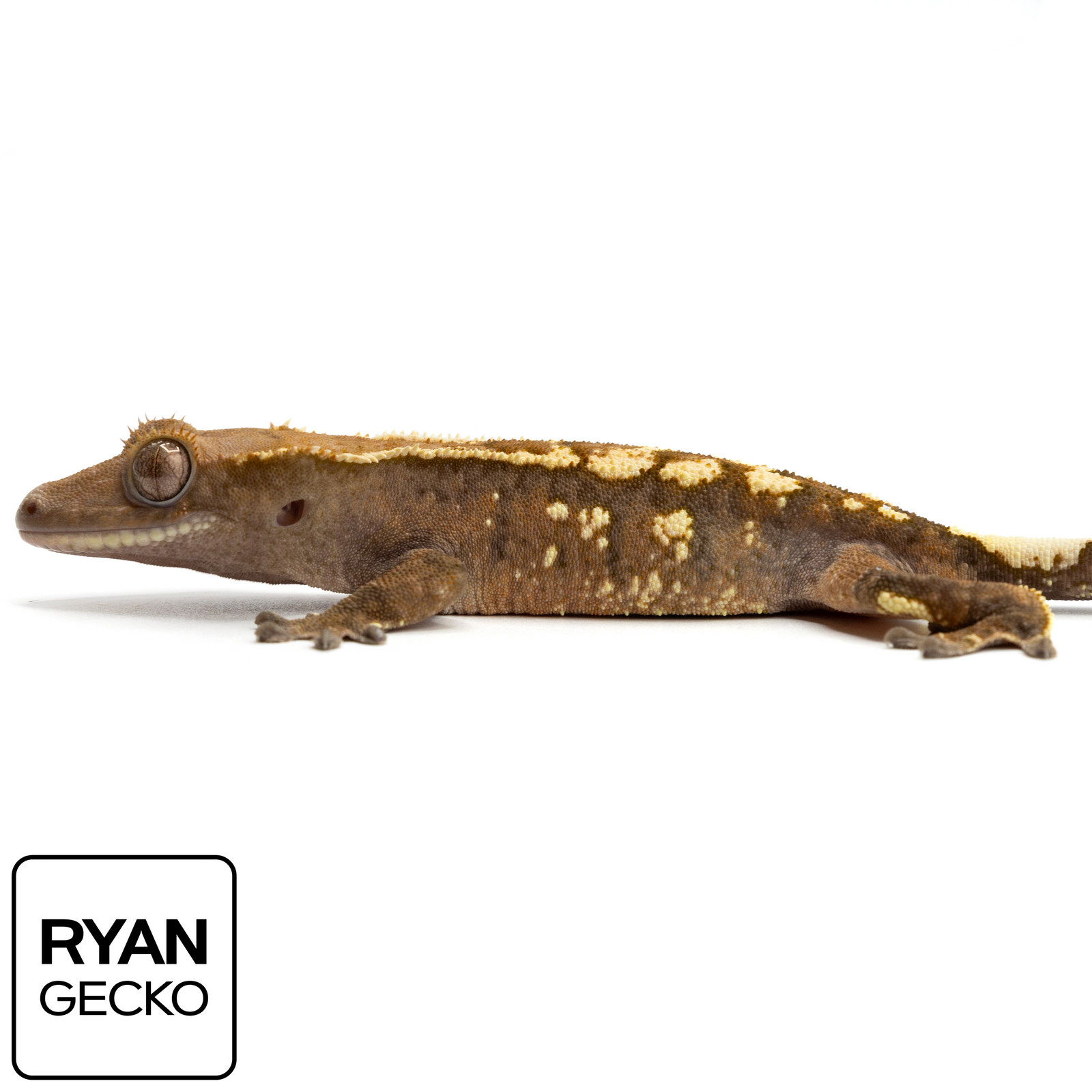 Sable Crested Geckos - Pangea Reptile LLC