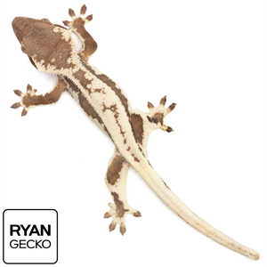 Male Sable Lilly White Crested Gecko MR-028