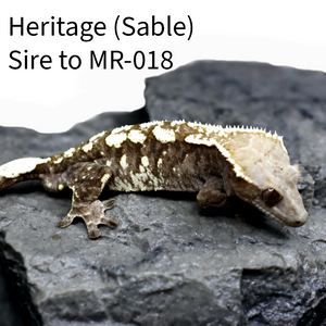 Juvenile Sable Crested Gecko MR-018