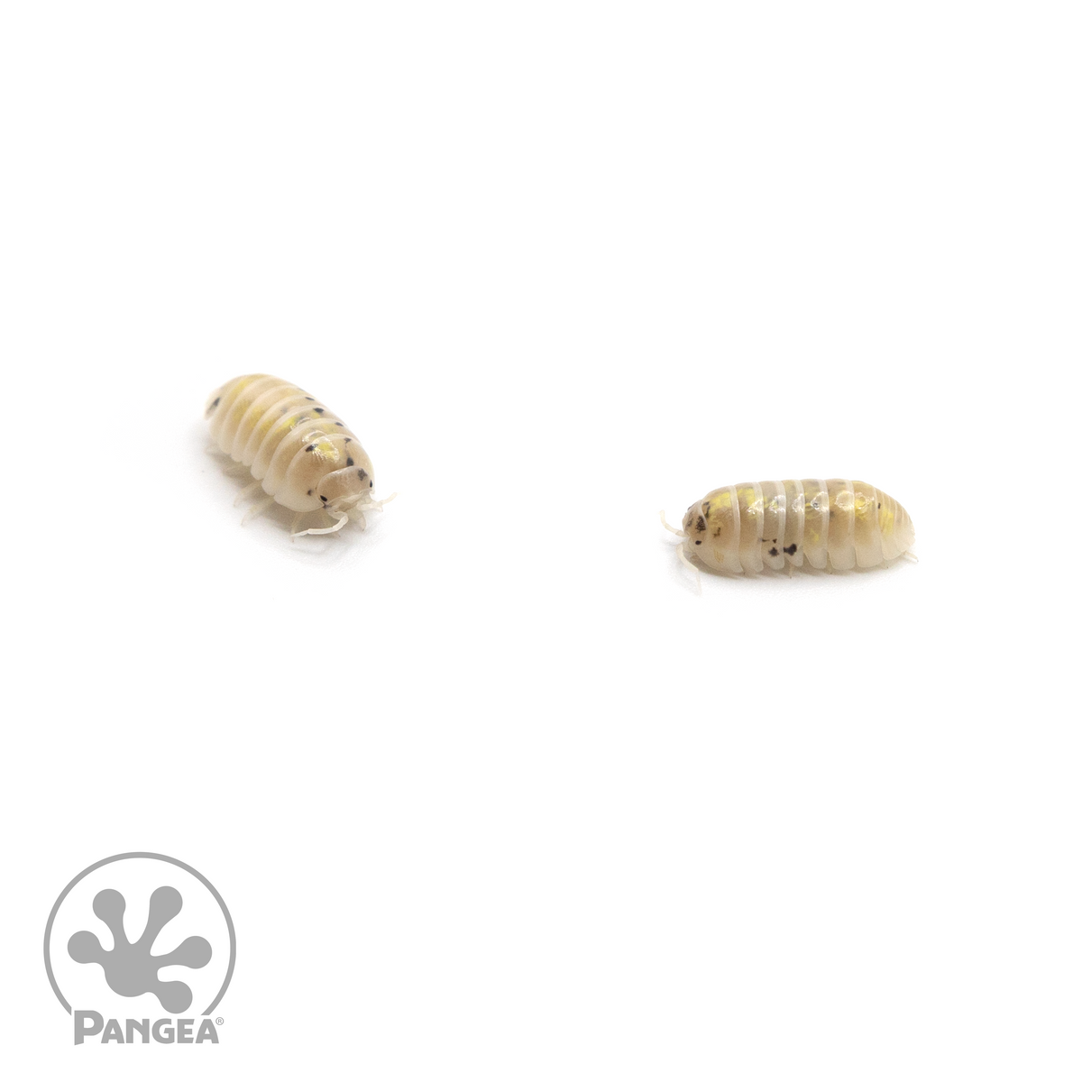 Armadillidium vulgare ‘Magic Potion’ Isopods