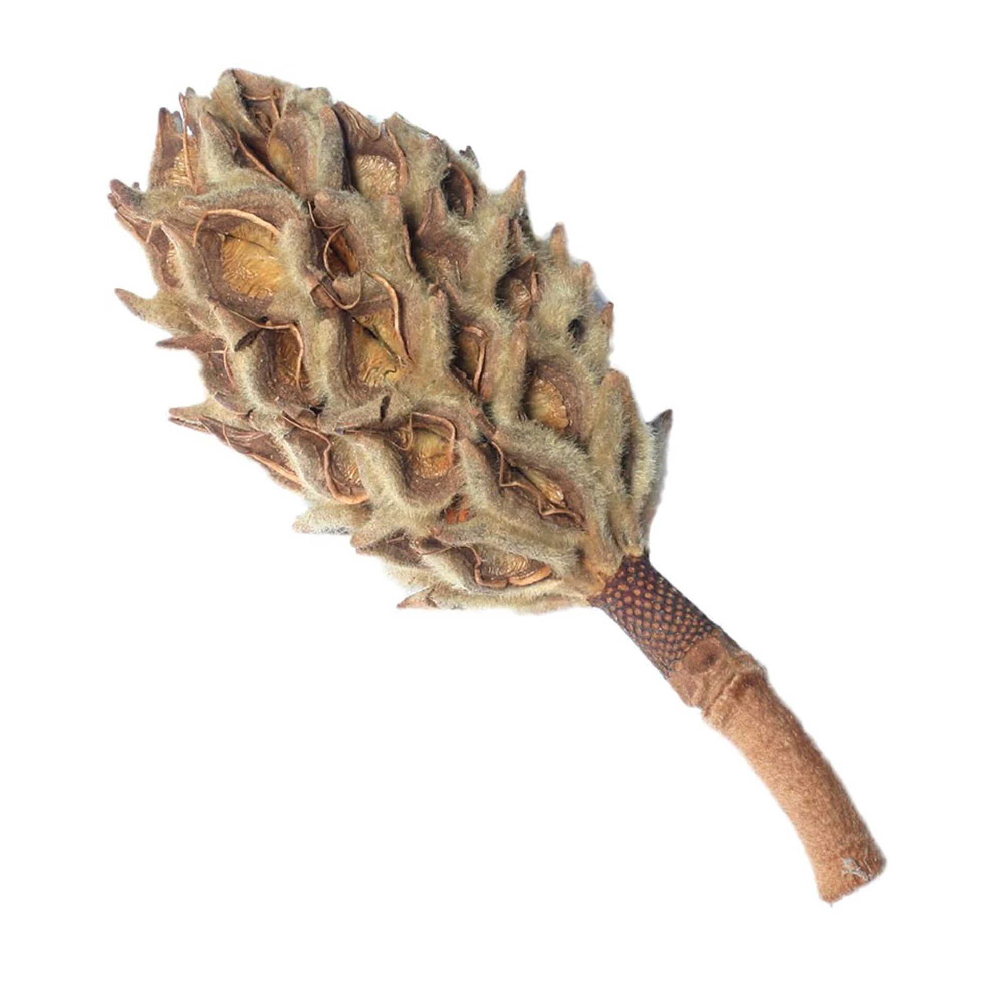 planting magnolia seed pods Magnolia Seed Pod