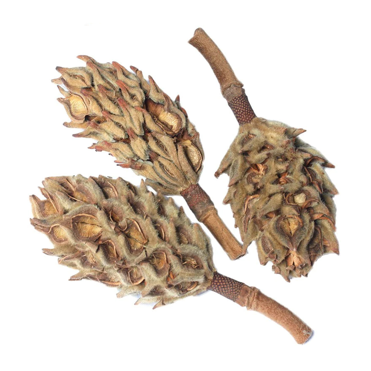 3 Pangea Magnolia Pods