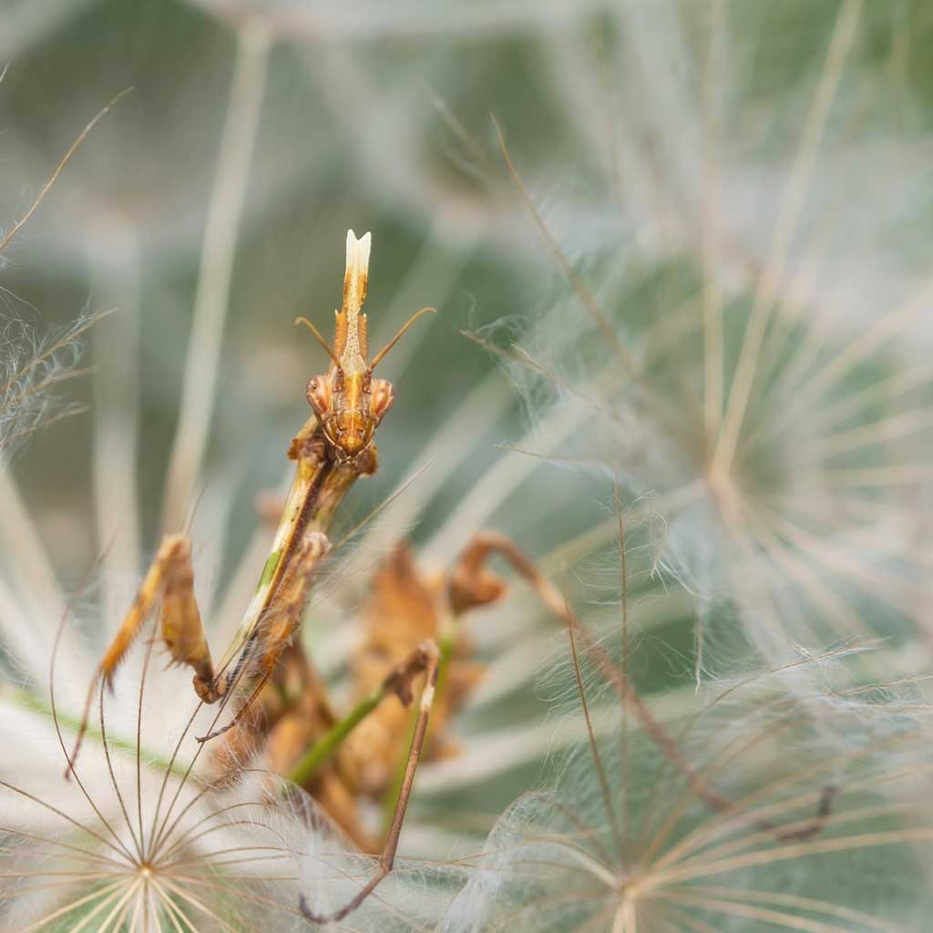 Praying Mantis Feature