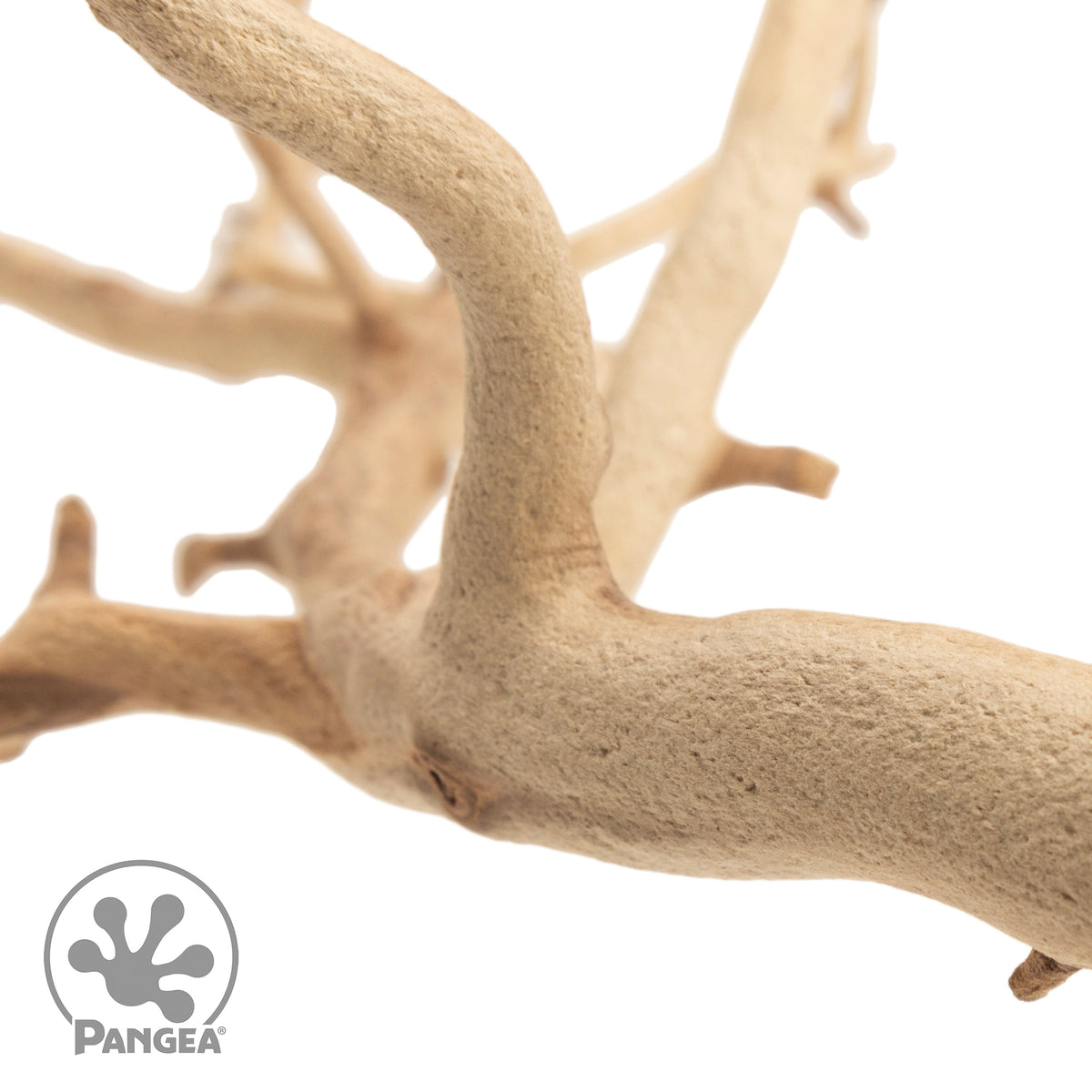 Detailed close up view of a Manzanita branch on a white background with a trademarked Pangea logo