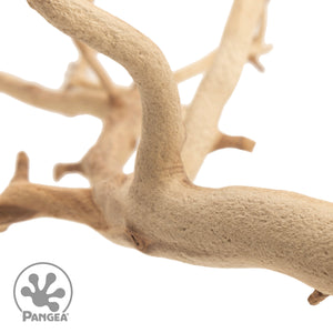 Detailed close up view of a Manzanita branch on a white background with a trademarked Pangea logo