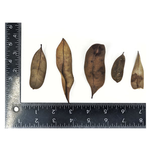 Pangea Peruvian Marupa Leaf Litter by ruler