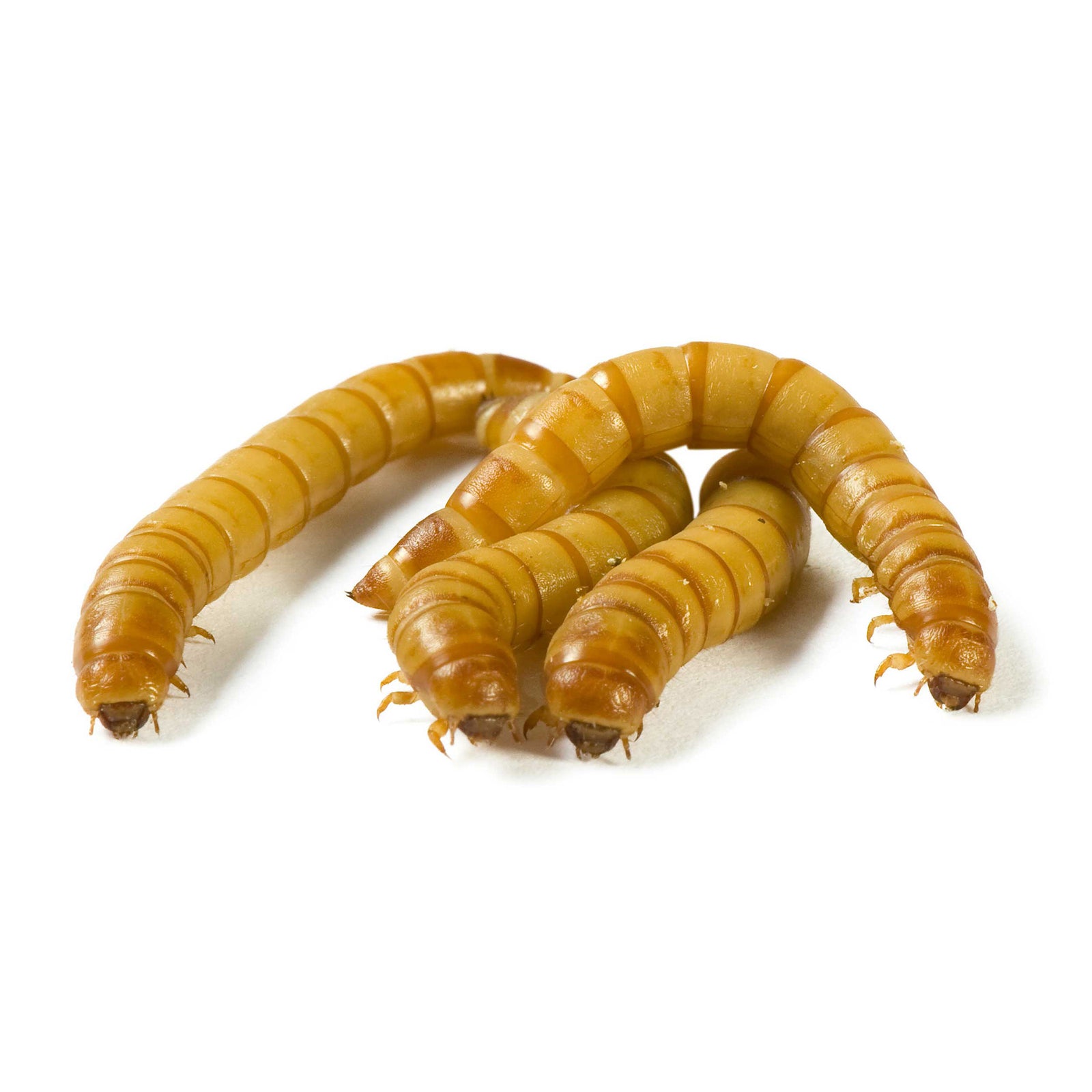 Mealworms