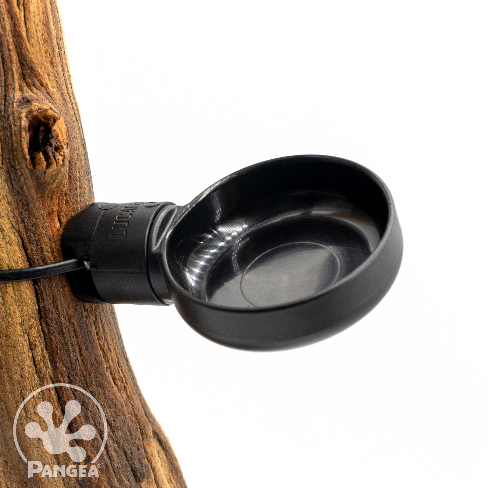 Pangea MicroDish Branch Mount Kit Large - attached to branch.
