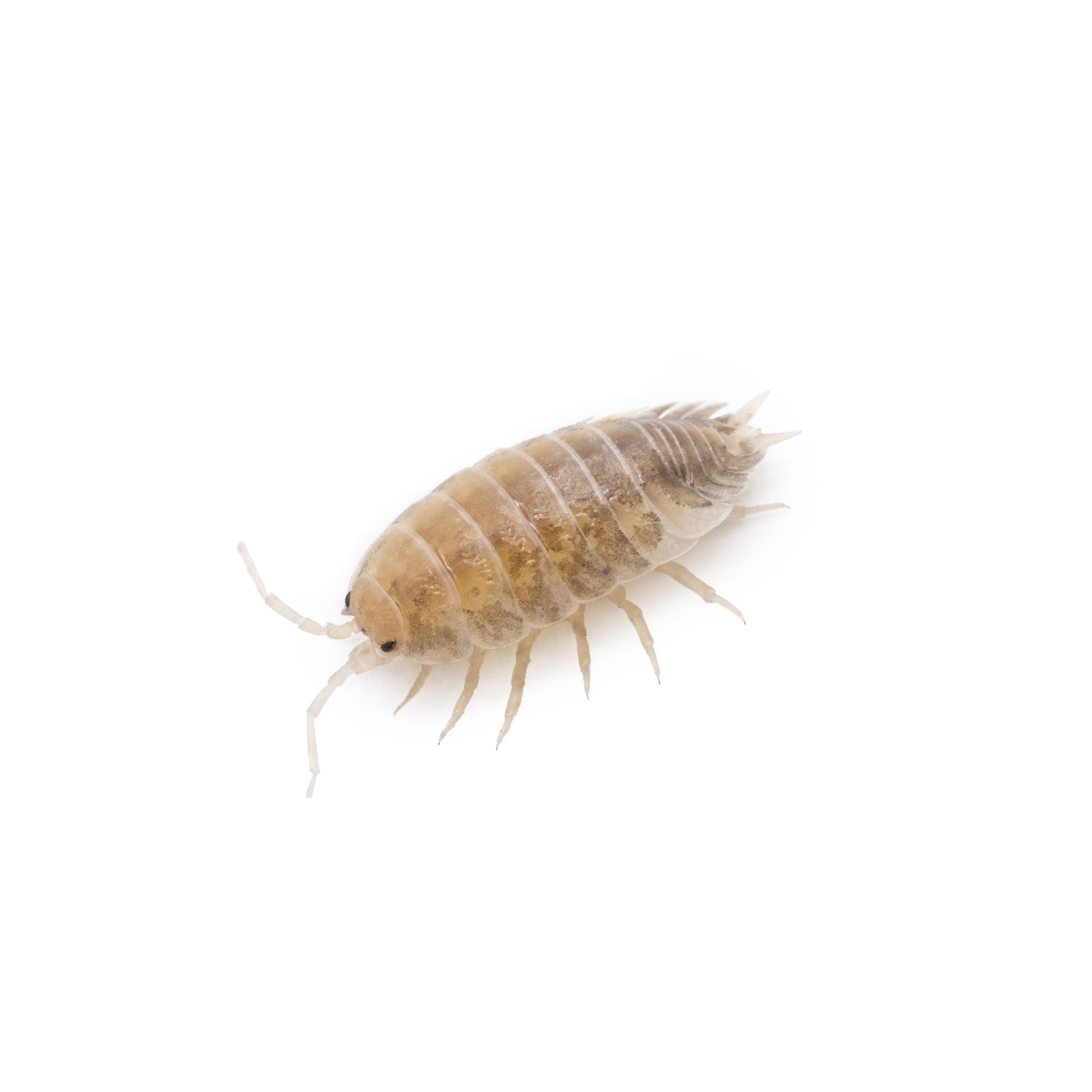 Porcellio laevis 'Milkback' Isopods