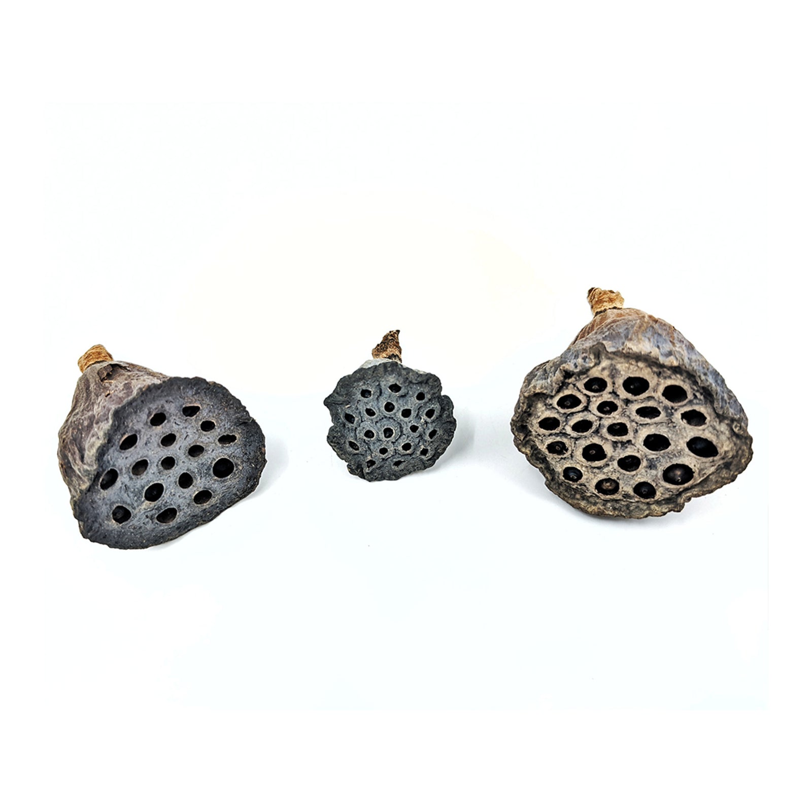 Mini Lotus Head Pods