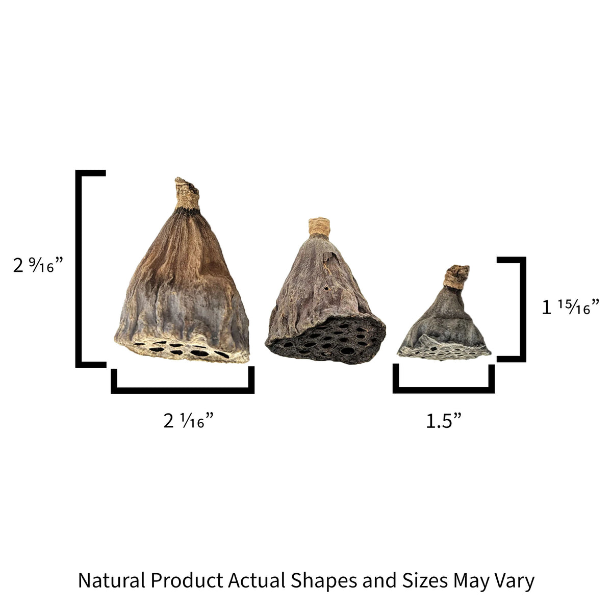 Sizes for the Pangea Mini Lotus Seed Pod Heads.