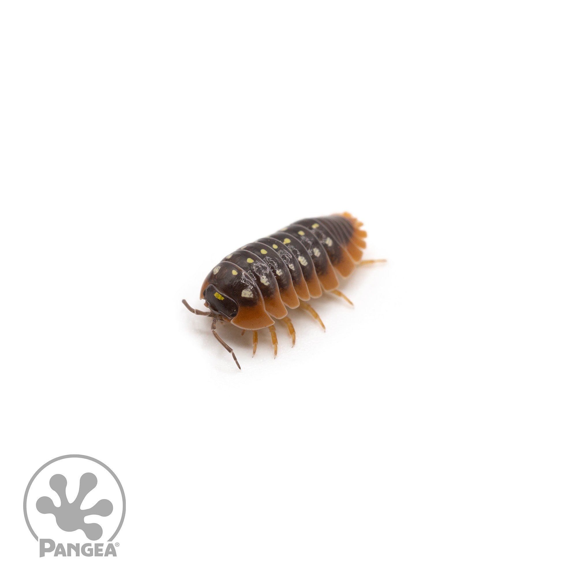 Armadillidium klugii Montenegro Clown Isopods - Pangea Reptile LLC