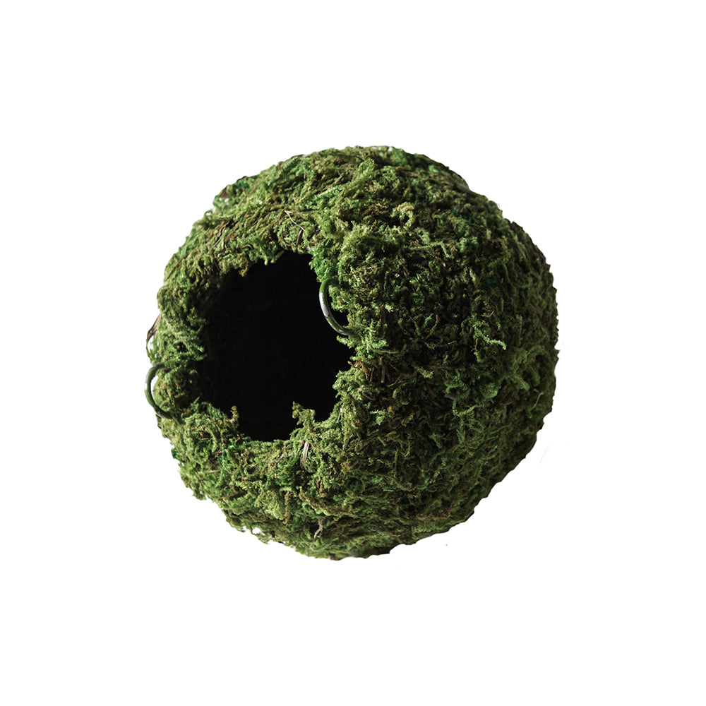 Galápagos Mossy Hanging Cave