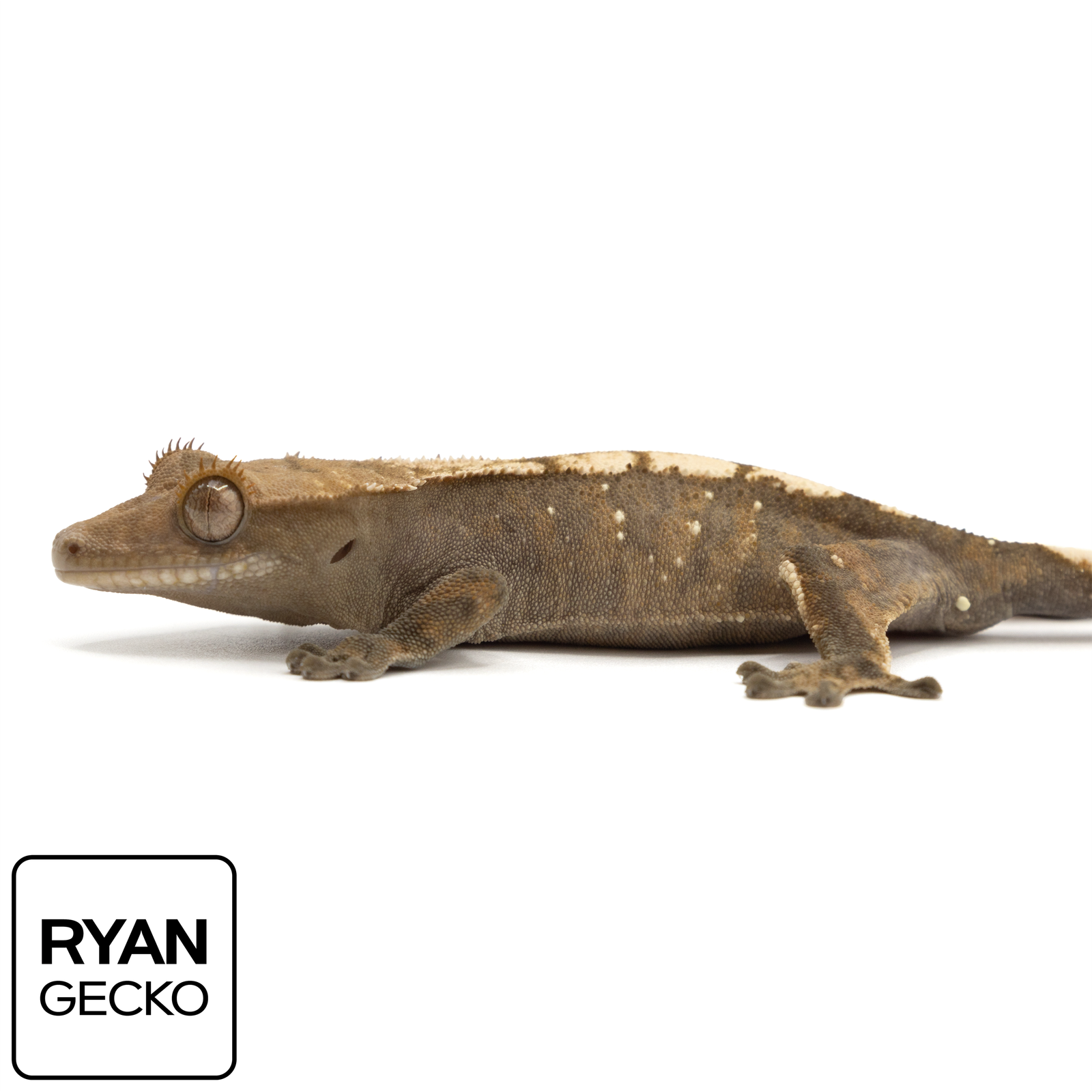 Sable Crested Geckos - Pangea Reptile LLC