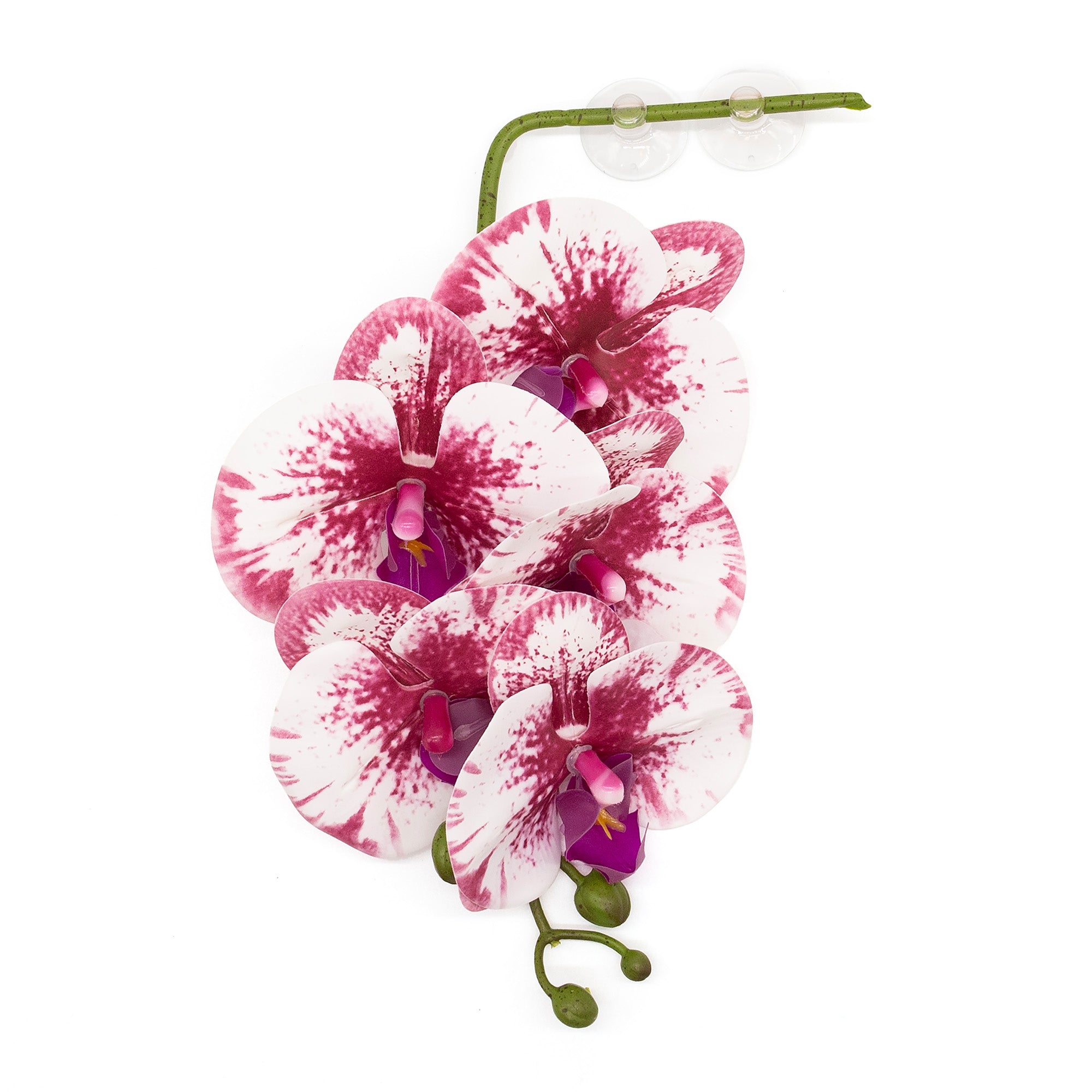 orchid hanging plant Hanging Orchids | White | Pangea Reptile