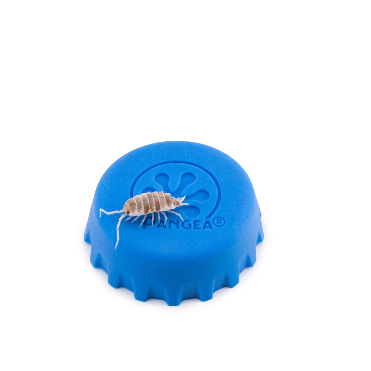 Porcellionides pruinosus 'Orange Cream' Isopods