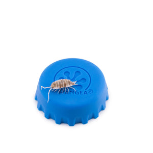 Porcellionides pruinosus 'Orange Cream' Isopods