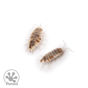 Porcellionides pruinosus 'Orange Cream' Isopods