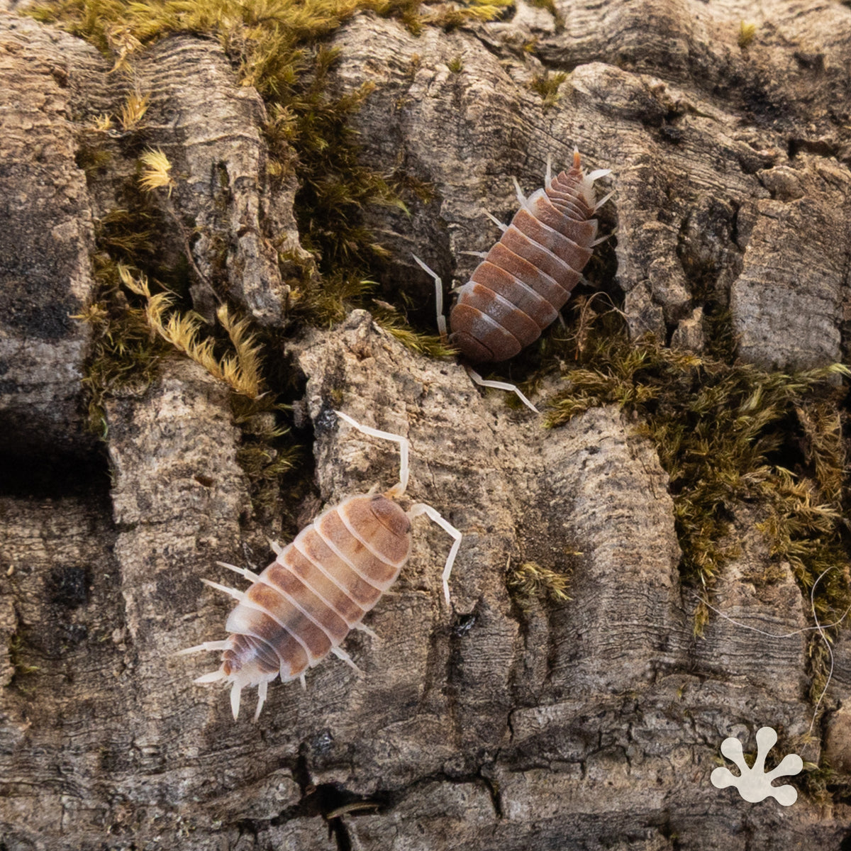 Porcellionides pruinosus 'Orange Cream' Isopods