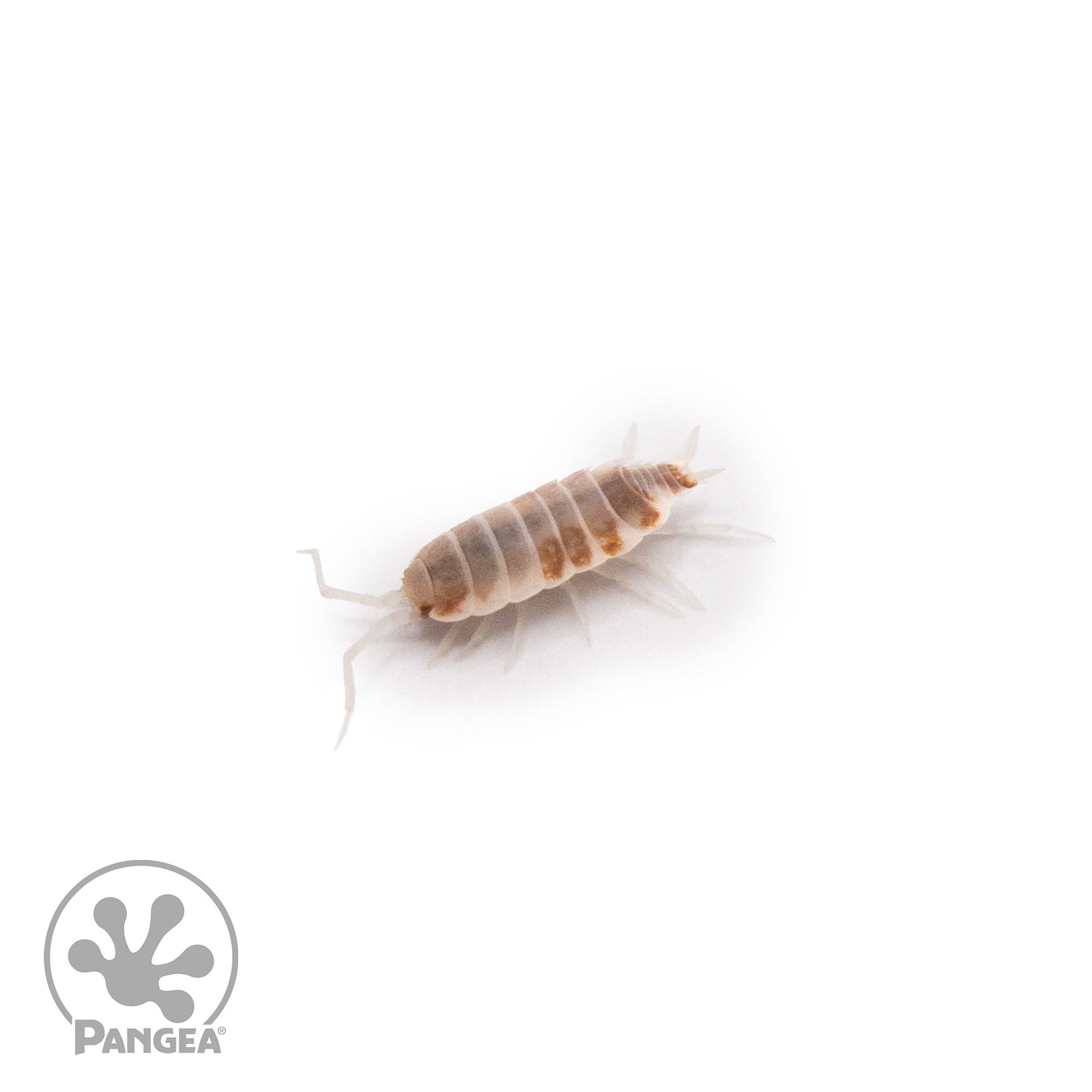 Porcellionides pruinosus 'Orange Cream' Isopods