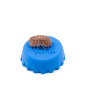 Armadillo officinalis 'Orange Crush' Isopods