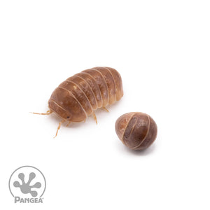 Armadillo officinalis 'Orange Crush' Isopods