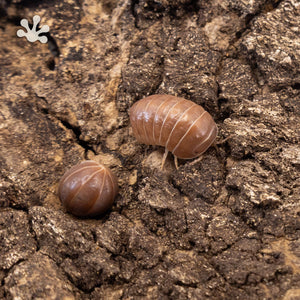 Armadillo officinalis 'Orange Crush' Isopods