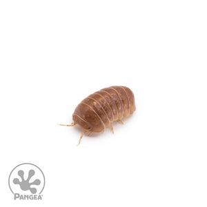 Armadillo officinalis 'Orange Crush' Isopods