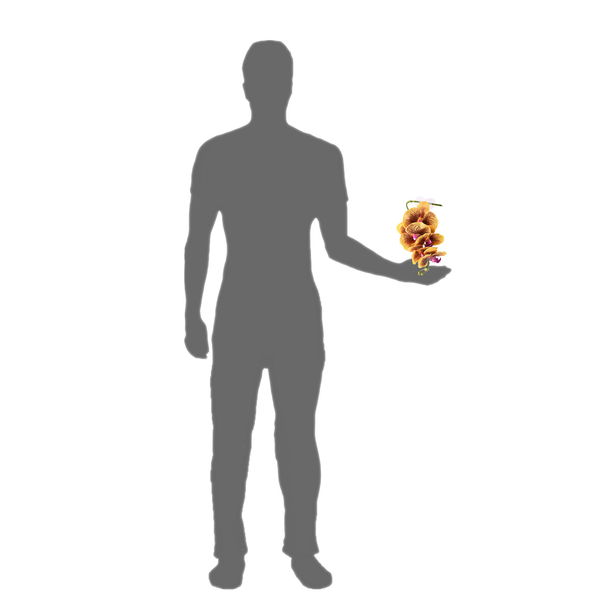 Pangea Hanging Orchids Yellow - size comparison.