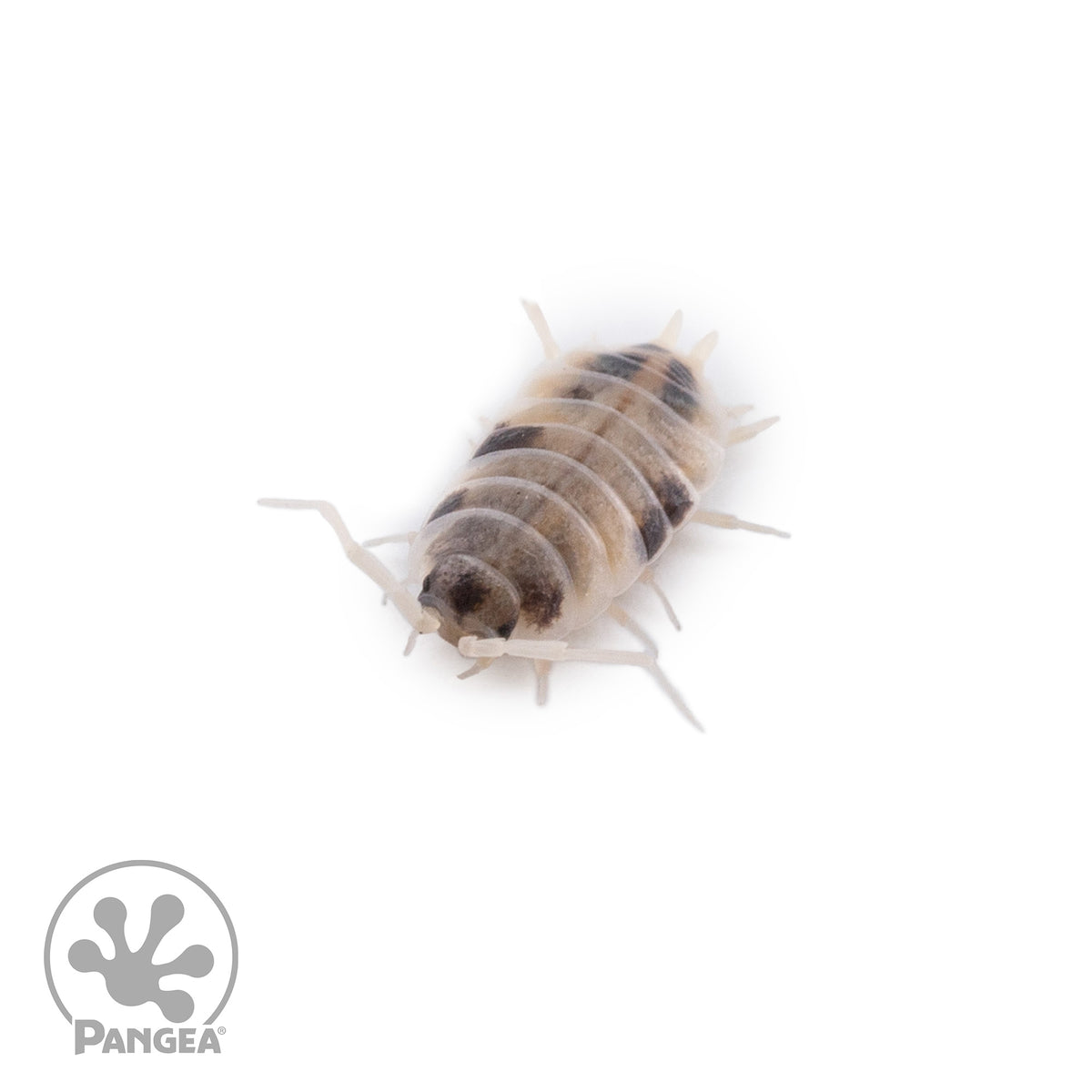Porcellionides pruinosus 'Oreo Crumble' Isopods