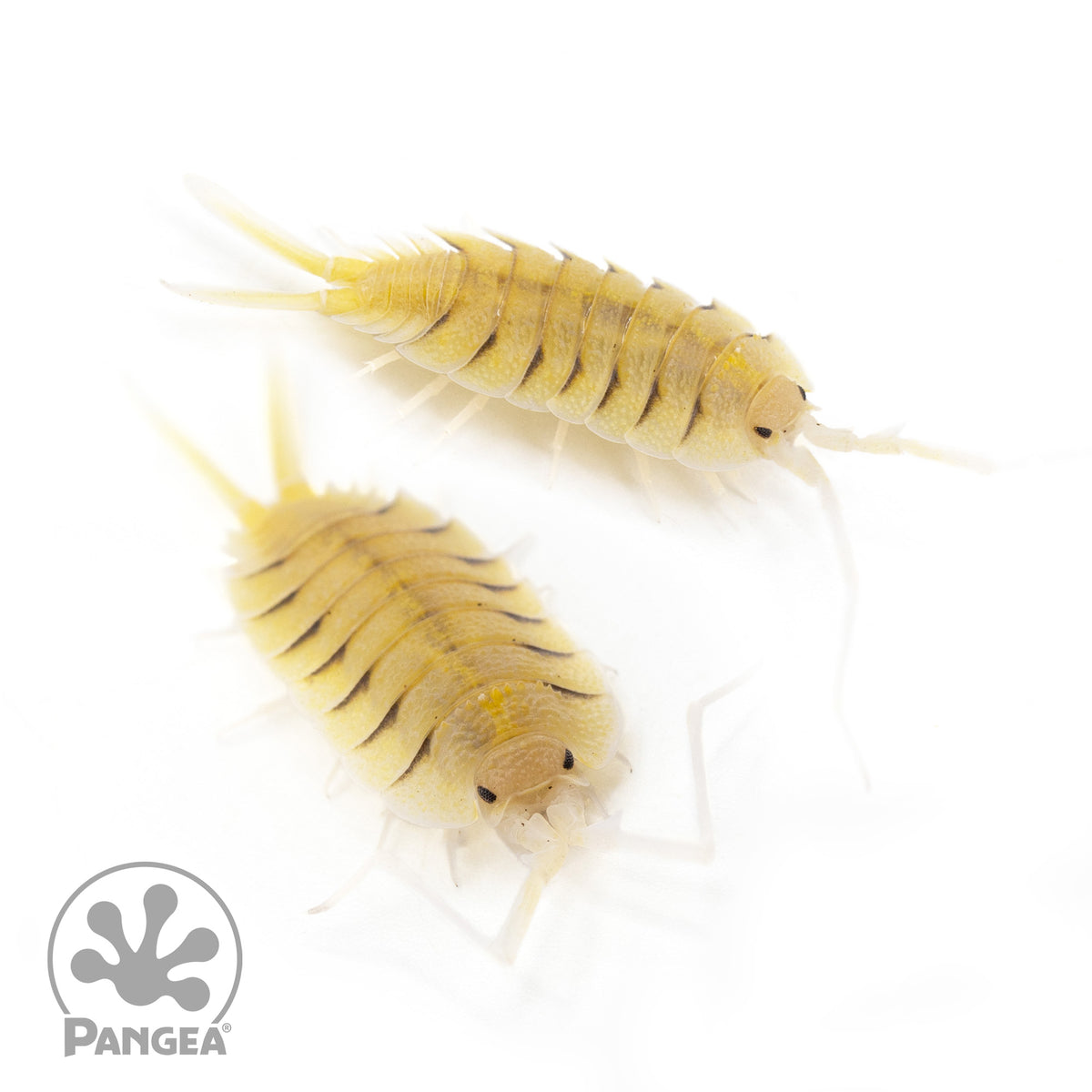 Porcellio bolivari Isopods