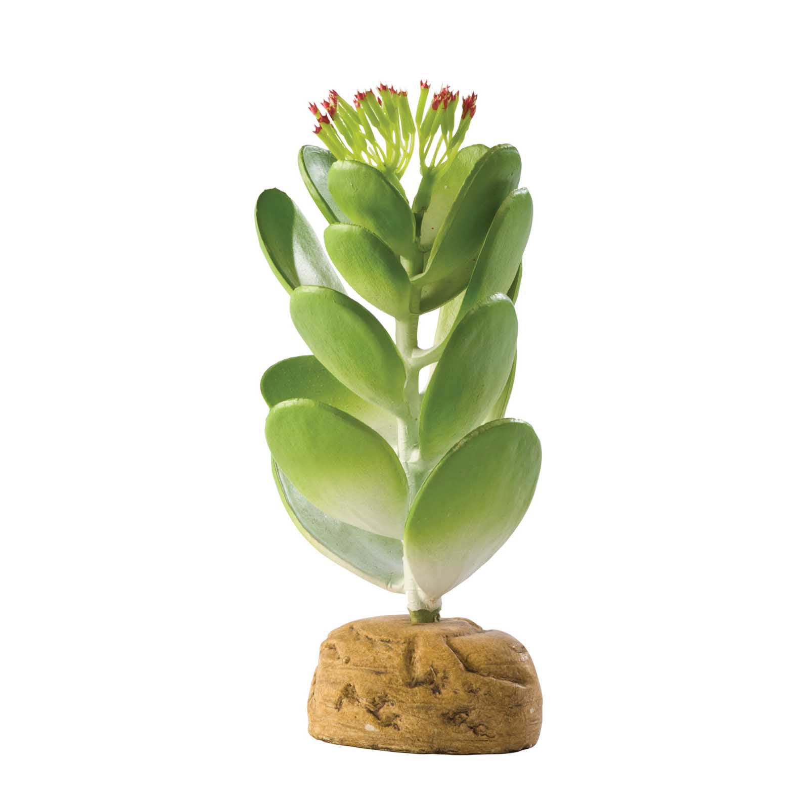 is jade plant a cactus Exo Terra Jade Cactus | Terrarium Plants | Pangea Reptile