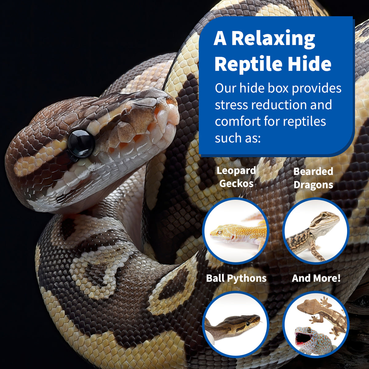 Reptile Hide Boxes